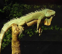 iguane